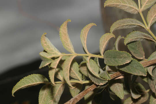 Image of Tecoma tenuiflora (A. DC.) Fabris