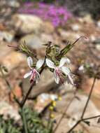 Image of Pelargonium karooescens R. T. F. Clifton