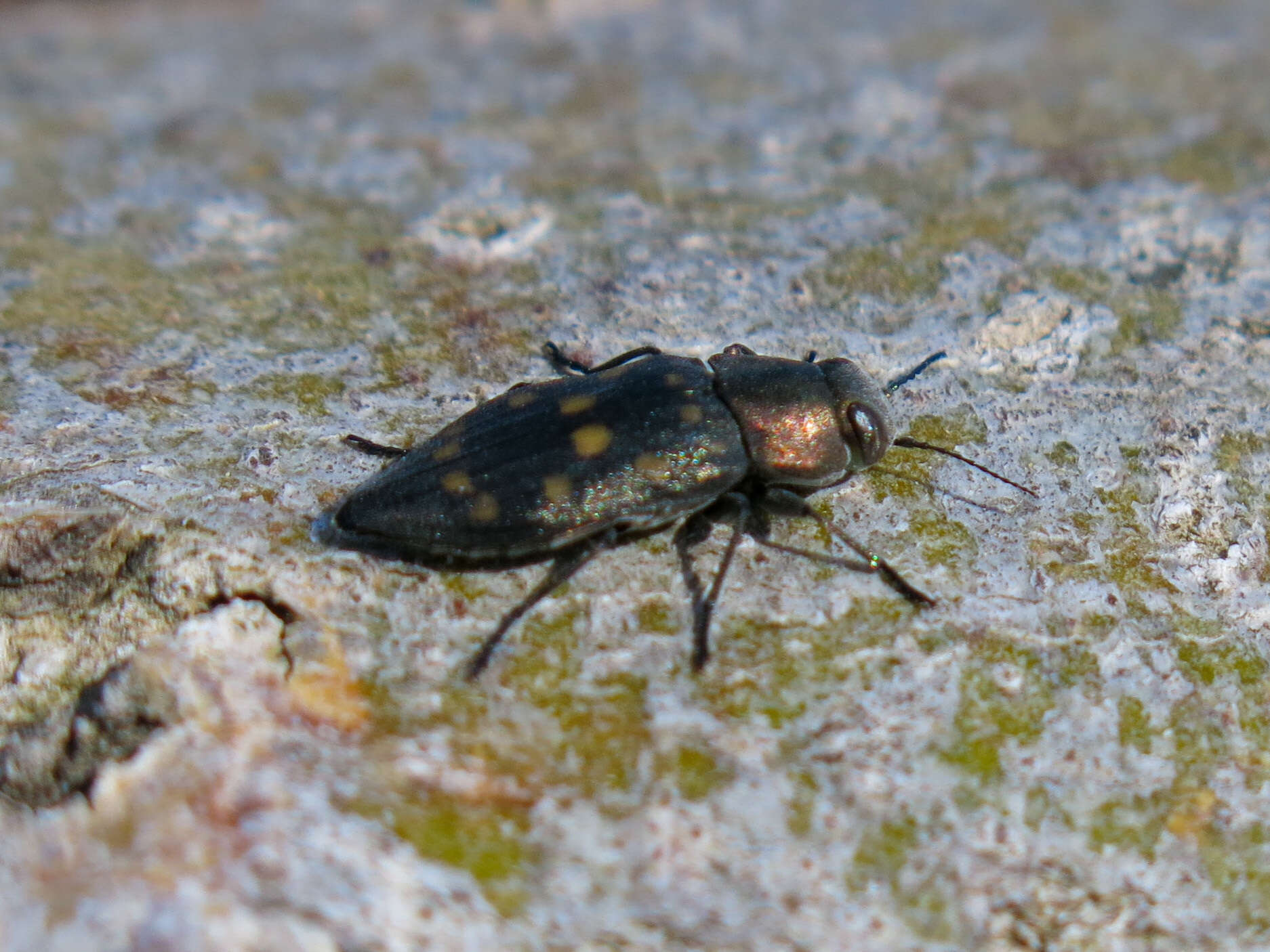 Sivun Trachypteris picta decostigma (Fabricius 1787) kuva