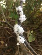 Image of Woolly Alder Aphid