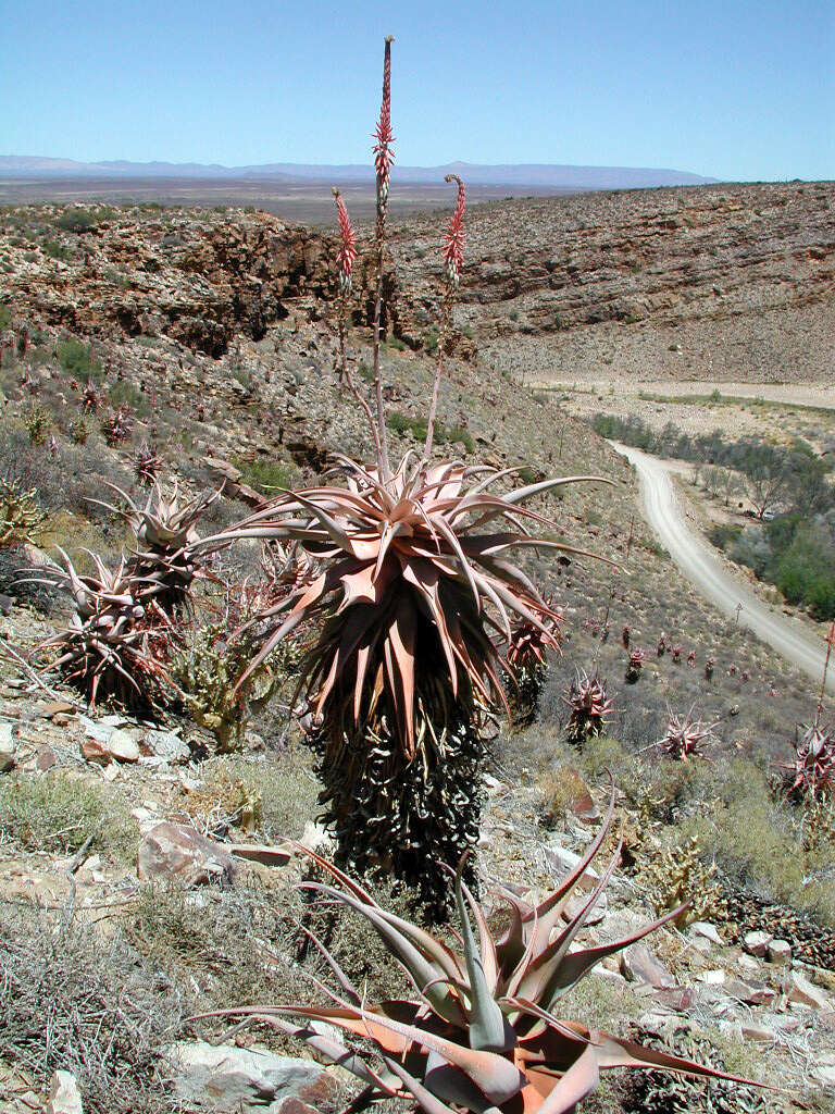 Image of Clanwilliam Aloe