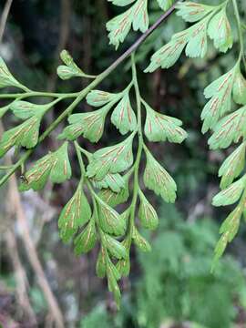 Asplenium neolaserpitifolium Tard. & Ching resmi