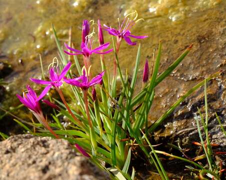 Image of Hesperantha oligantha (Diels) Goldblatt