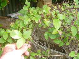 Image of Himalayan Clematis