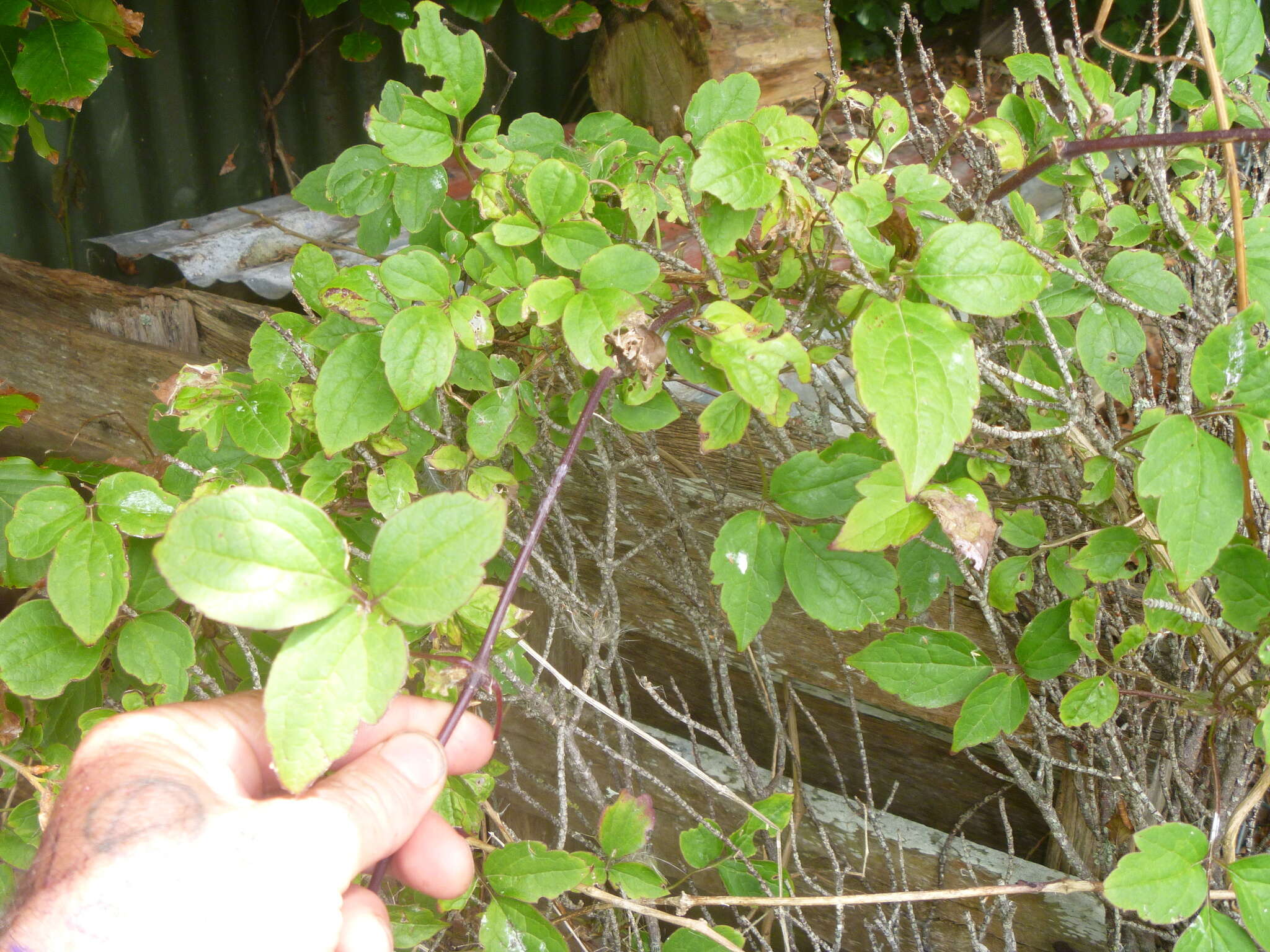 Image of Himalayan Clematis