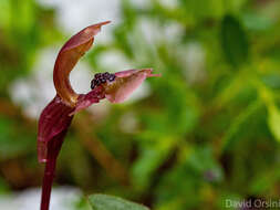 Image of Broad-Lip bird orchid