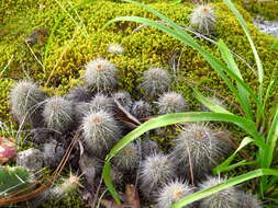 Image of Echinocereus ortegae Rose