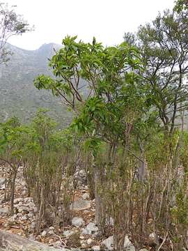 Image of Jatropha unicostata Balf. fil.