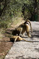 Image of Chacma Baboon