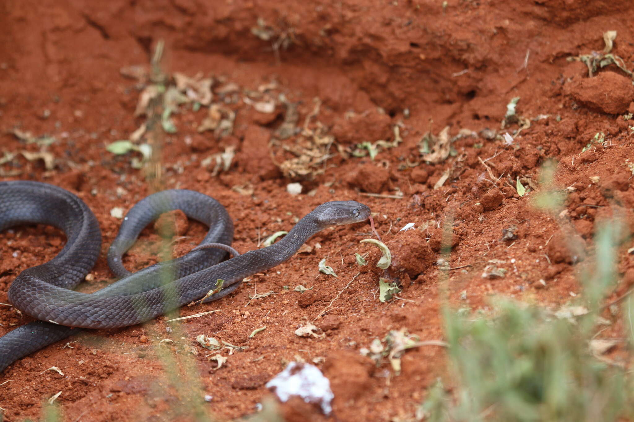 Image of Arabian Tiger Snake