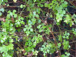 Image of Vitis ficifolia Bunge