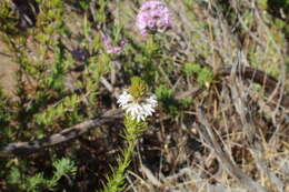 Image of Goodenia drummondii R. Carolin