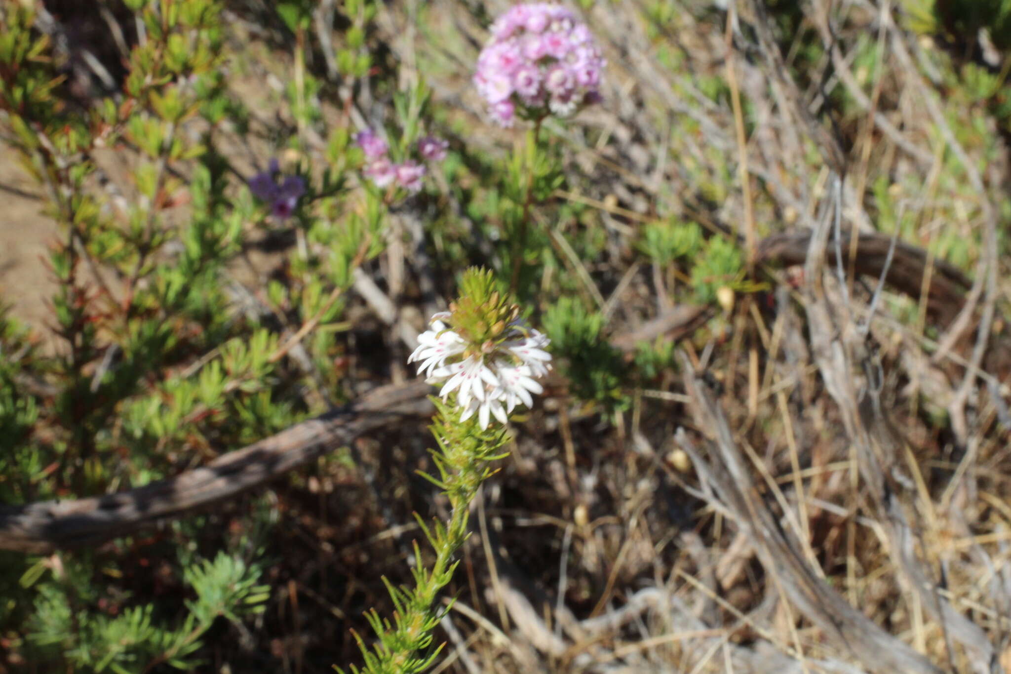 Image of Goodenia drummondii R. Carolin