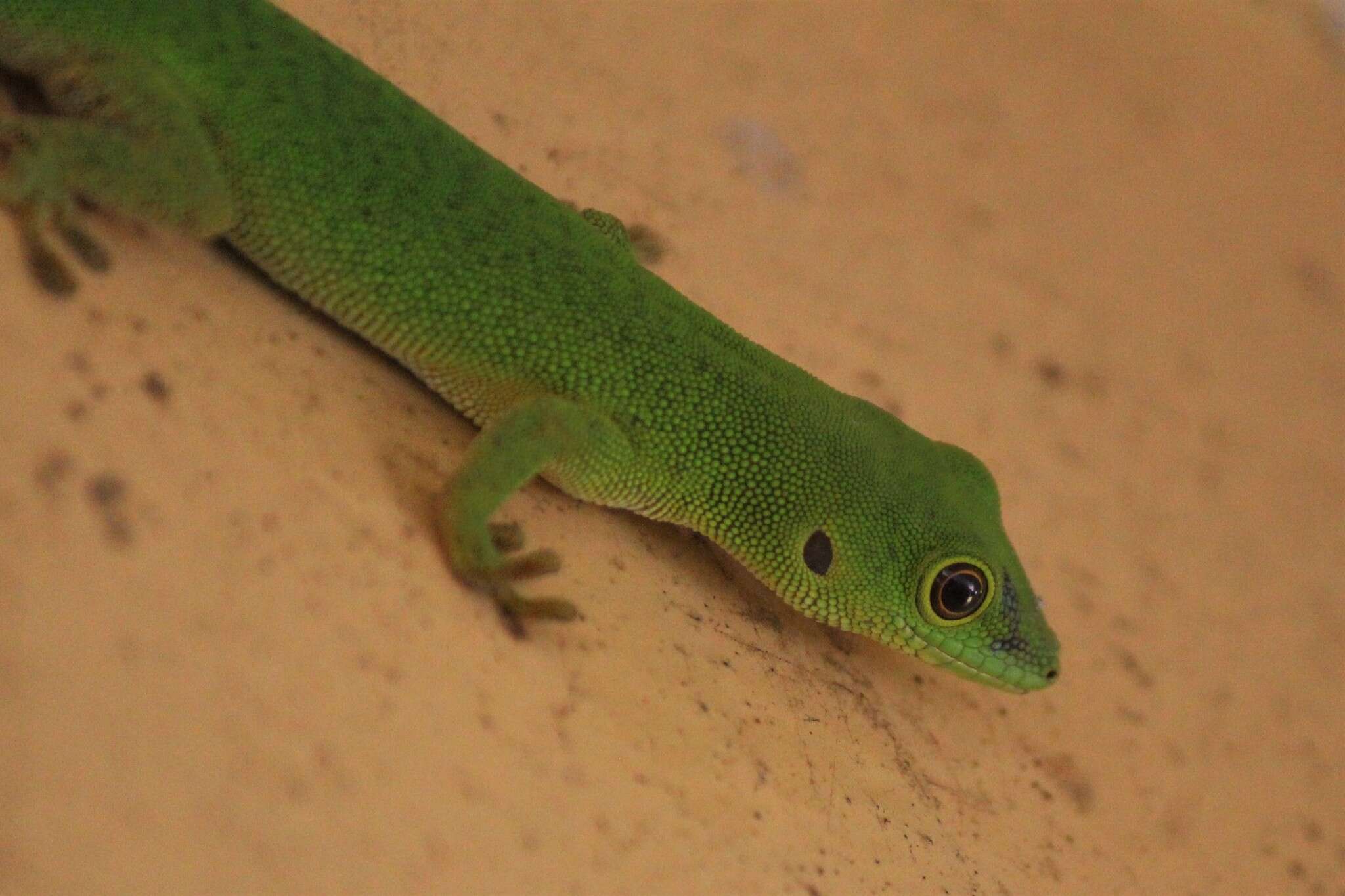 Слика од Phelsuma parkeri Loveridge 1941