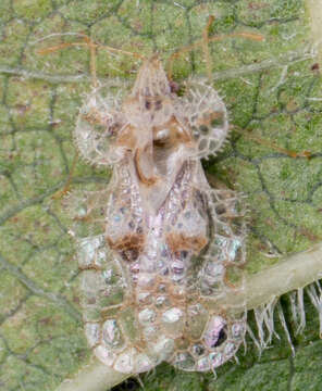 Image of Cotton lace bug