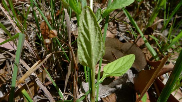 Image of cutleaf selfheal