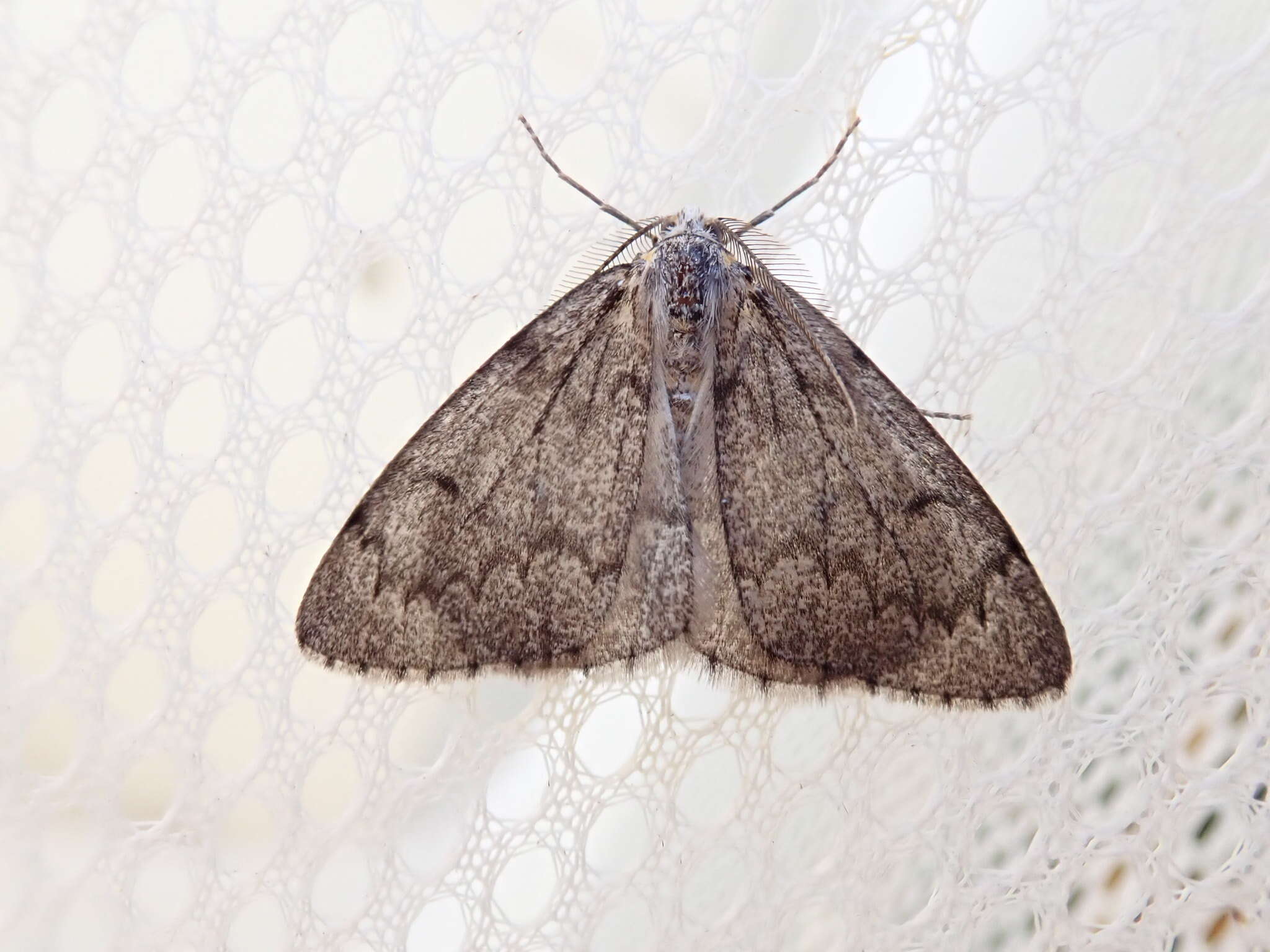 Image of Western False Hemlock Looper