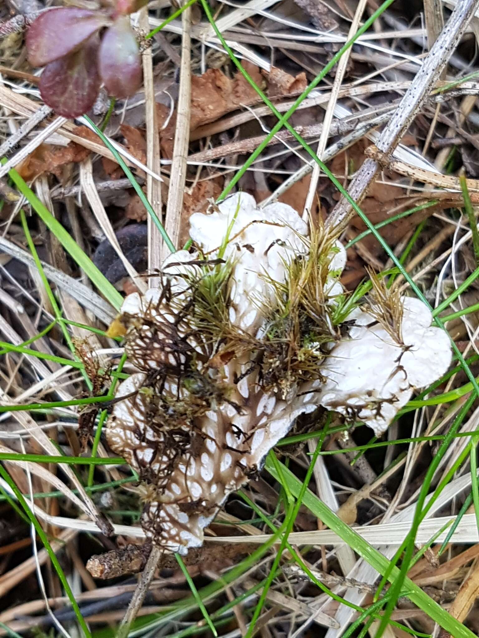 Image of felt lichen