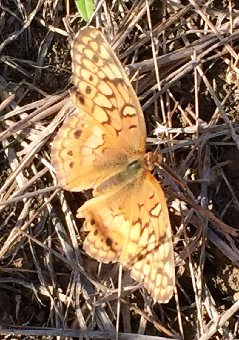 Image of Variegated Fritillary