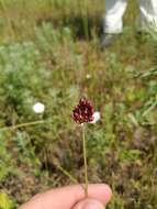 Image of Allium regelianum A. K. Becker