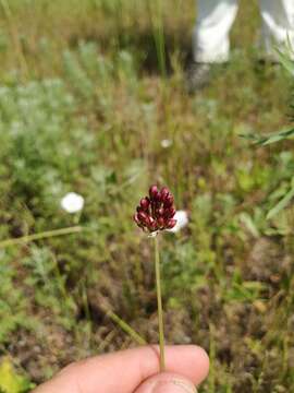 Allium regelianum A. K. Becker resmi