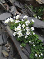 Image of Veronica telephiifolia subsp. glareosa (Somm. & Levier) M. Fisch.