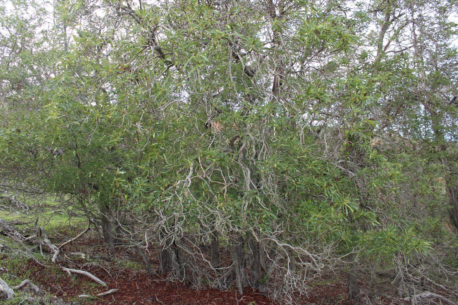 Lyonothamnus floribundus subsp. floribundus的圖片