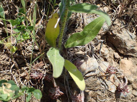 Image of Echium creticum subsp. creticum