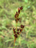 Image of Narrow-Panicle Rush