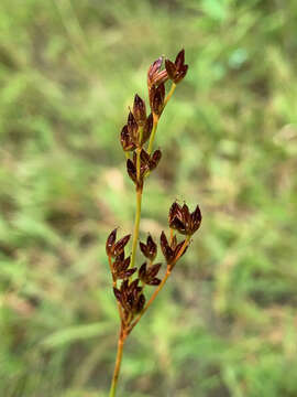 Image of Narrow-Panicle Rush