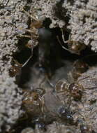 Image de Lasius neoniger Emery 1893