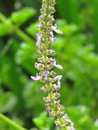 Imagem de Plectranthus spicatus E. Mey.