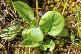 Image of liverleaf wintergreen