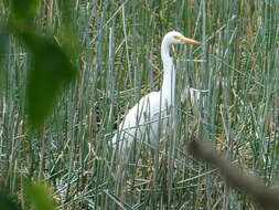 Image of Ardea intermedia plumifera (Gould 1848)