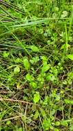 Image of Myosotis tenericaulis Petrie.