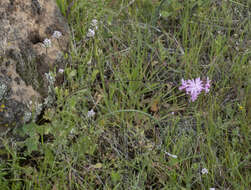 Image of prairie woodland-star