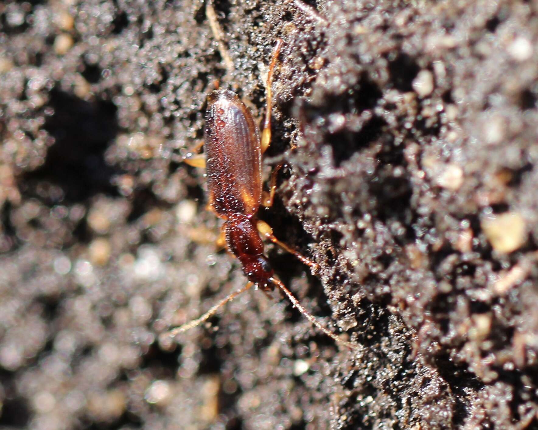 Image of Pinacodera limbata (Dejean 1831)