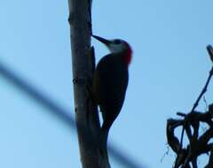 Image of Jamaican Woodpecker