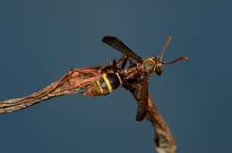 Image of Polistes badius Gerst. 1873