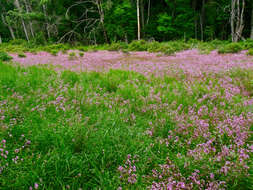 Imagem de Rhexia virginica L.