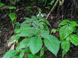 Image of Gloxiniopsis racemosa (Benth.) Roalson & Boggan