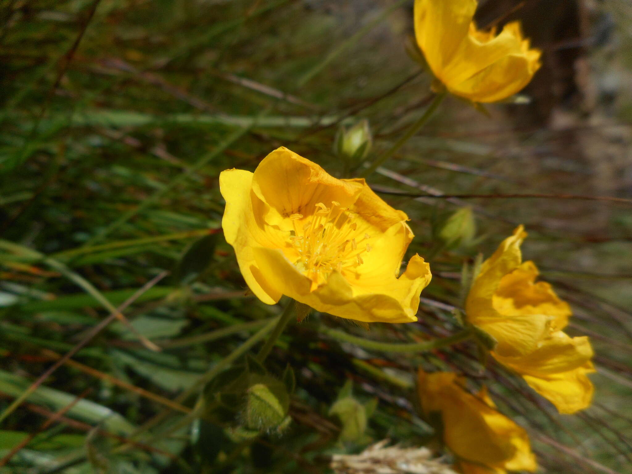 Image de Potentille à grandes fleurs