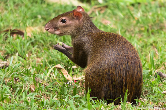 Image of Central American Agouti