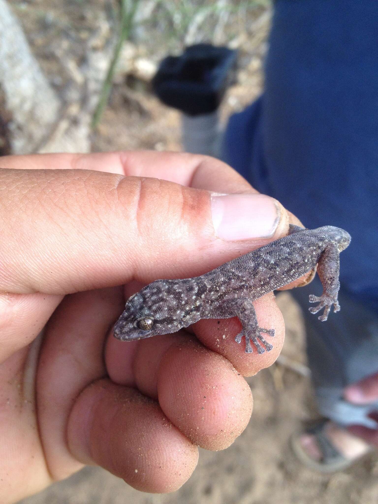 Image of San Lucan  Gecko