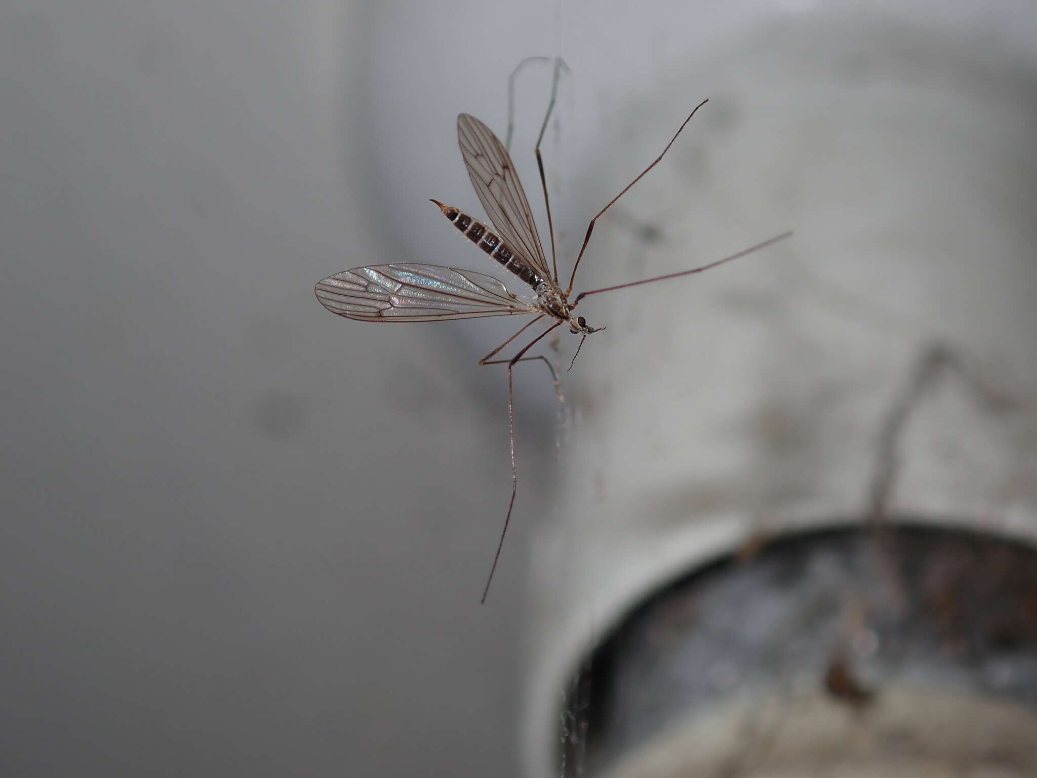 Image of Crane fly