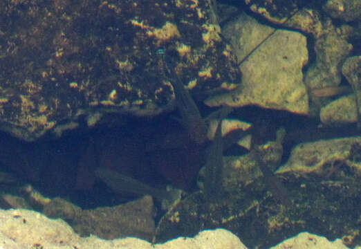 Image of Sailfin Molly