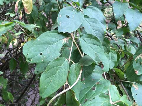 Image of Heteropterys palmeri Rose