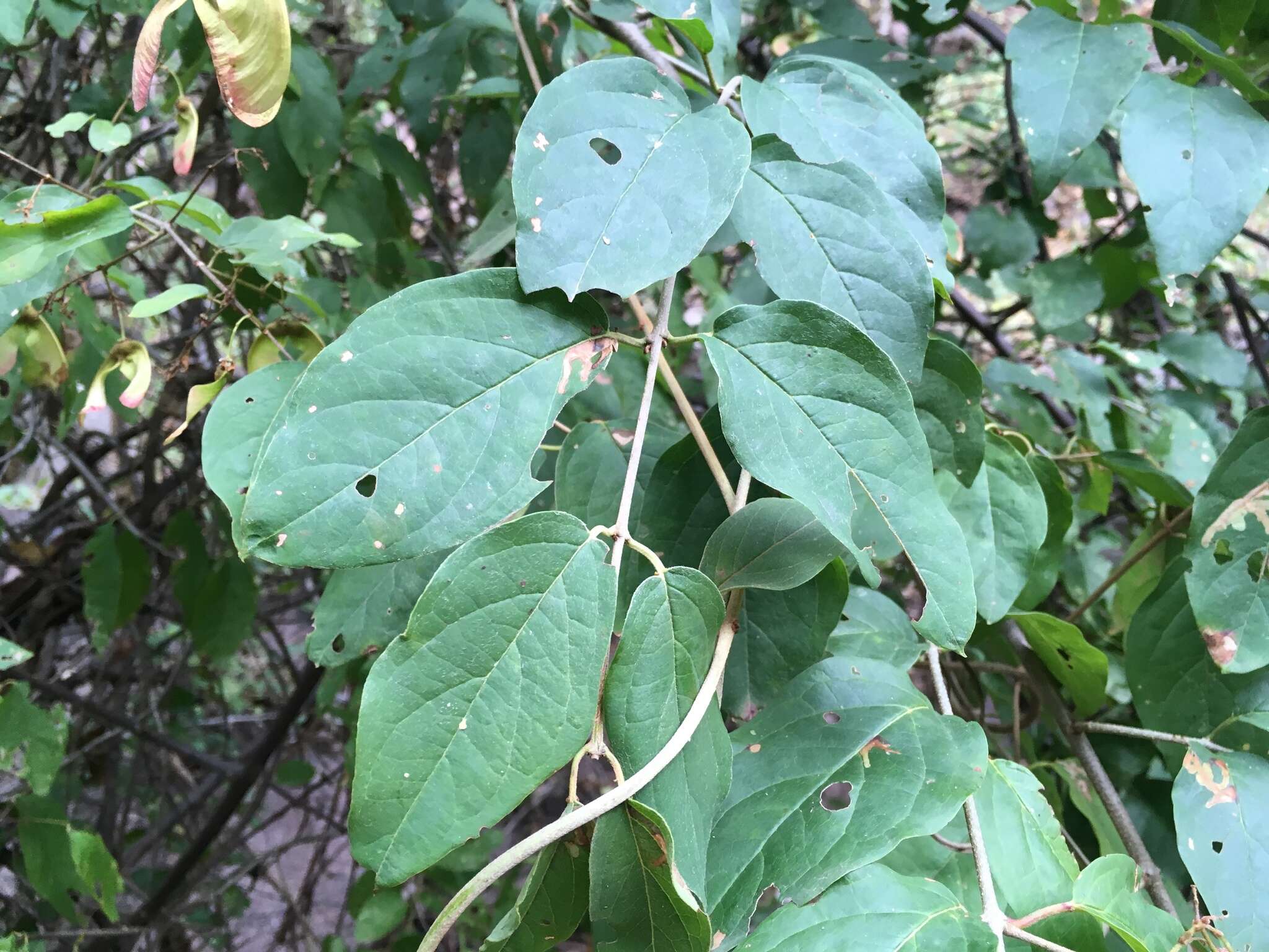 Plancia ëd Heteropterys palmeri Rose