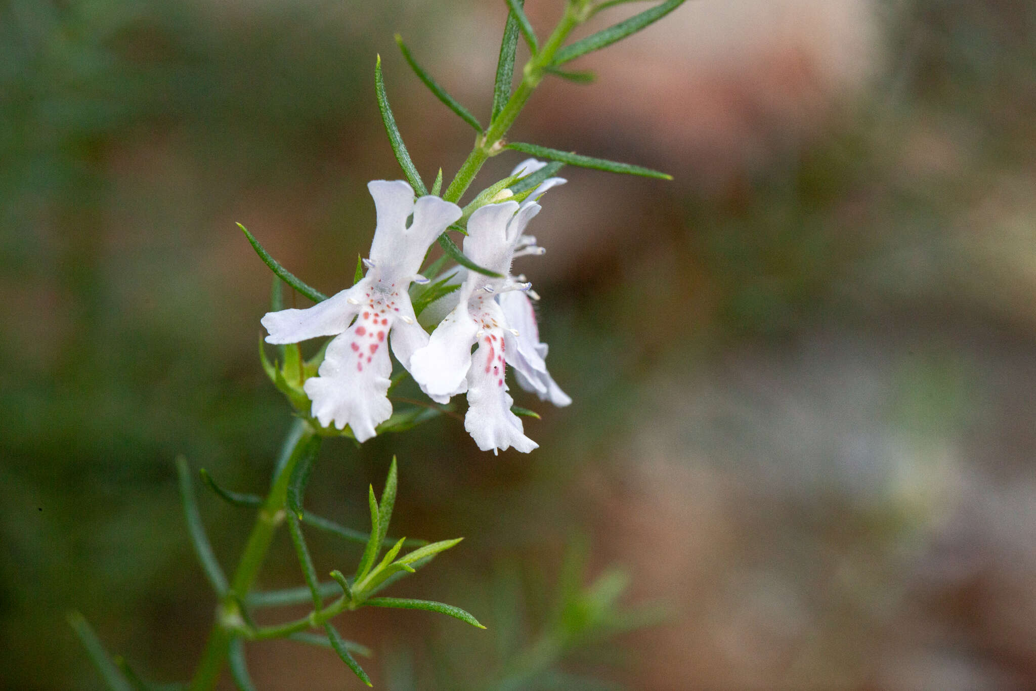 Image of Westringia eremicola A. Cunn. ex Benth.