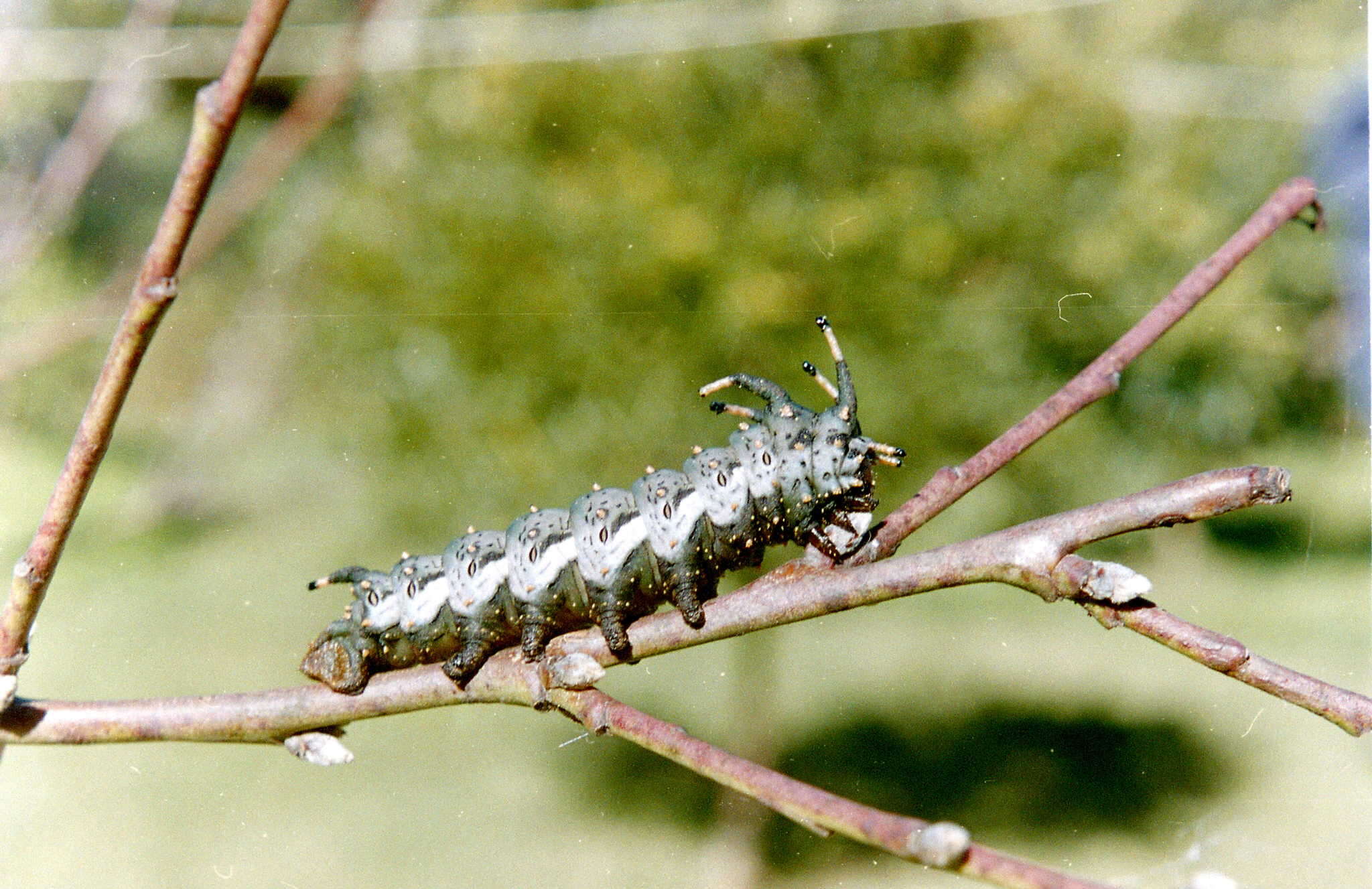 Image of Citheronia brissotii (Boisduval 1868)